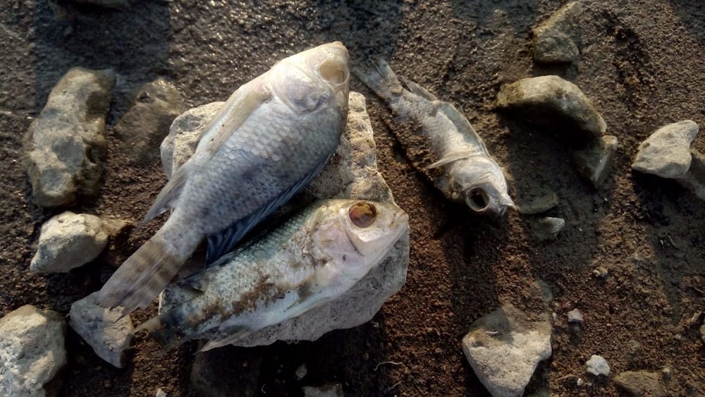 El sedal de pesca muestra los intrincados movimientos de los peces mientras  se deslizan a través de su hábitat sumergido anzuelo perca aparejos sedal  de pesca equipo de cebo flotador spinne generado